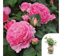 Yougarden Chris' Rose, Gift Wrapped Established Plant In 3-4 Litre Pot, Ready To Plant Bush Rose For Creamy Pink Summer To Autumn
