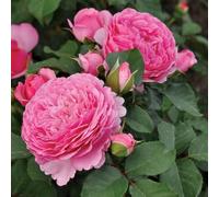 YouGarden Chris' Rose, Gift Wrapped Established Plant in 4 Litre Pot, Ready to Plant Bush Rose for Creamy Pink Summer to Autumn Roses, Plant in Pots, Beds, or Borders