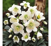 YouGarden Christmas Rose 'Helleborus niger' in 9cm pots x3