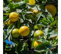 Yougarden Citrus 'bergamotto' Tree, 70-90Cm Tall, 4 Litre Pot, Fragrant Flowers And Fruit, Great For Pots