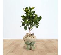 YouGarden Citrus Blood Orange Fruit Tree, Established Plant in a 4 Litre Pot, Roughly 80cm Tall, Ready to Plant, Gift Wrapped in Brown Hessian Bag with Green Fabric Bow