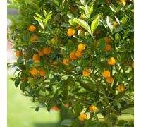 Yougarden Citrus Calamondin 'panama Orange' Tree In A 9Cm Pot - Ready To Plant Orange Tree For Pots, Planters And In The Ground Grow Your O