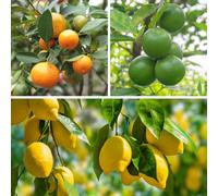 Yougarden Citrus Fruit Collection, With Orange, Lemon And Lime Trees, Established Plants In 9Cm Pots, Supplied 20-30Cm Tall