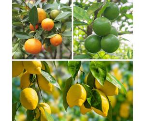 Yougarden Citrus Fruit Collection, With Orange, Lemon And Lime Trees, Established Plants In 9Cm Pots, Supplied 20-30Cm Tall
