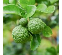 Yougarden Citrus Hystrix Lime Tree, Established Plant In 4L Pot, Approximately 70-90Cm Tall Tree, Ready To Plant, Grow In Patio P