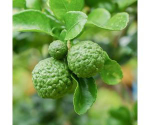 YouGarden Citrus Kaffir Lime in a 4L pot