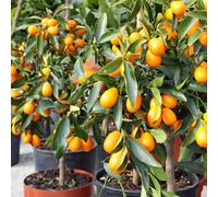 Yougarden Citrus 'kumquatt' Tree With Fruits, Ready To Plant, Mediterranean Citrus Tree In 4 Litre Pot, Edible Fruits