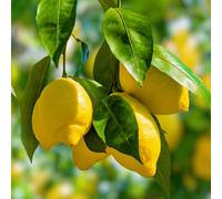 Yougarden Citrus Lemon 'citron' Tree In 7/9Cm Pot, Lemon Trees For Gardens, Grow Your Own Tree In Garden And Home