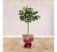 YouGarden Citrus Lemon Tree in Gift Wrap, 80cm Tall in 4 Litre Pot, Fragrant Fruit Tree, Great for Indoors