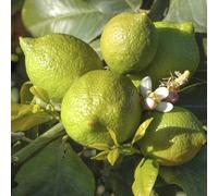YouGarden Citrus Lime 4L 4L Pot Green