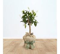 YouGarden Citrus Lime Tree in 4 Litre Pot, Garden Ready Plant Supplied Gift Wrapped in Brown Hessian Bag with Green Fabric Bow, Grow Your Own Fresh Fruit