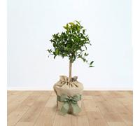 Yougarden Citrus Mandarin Tree In Christmas Gift Wrap, 70-90Cm Tree In 4 Litre Pot, Evergreen Fragrant Blooms Fruit