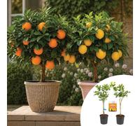 YouGarden Citrus Orange Lemon Tree Collection, 2 x 4 Litre Pots, with Citrus Summer Feed, Patio Fruit Plants