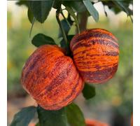 Yougarden Citrus 'rainbow Orange' Tree, Established Plant In 4 Litre Pot, 65-90Cm Tall Blood Oranges