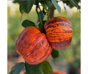 Yougarden Citrus 'rainbow Orange' Tree, Established Plant In 4 Litre Pot, 65-90Cm Tall Blood Oranges