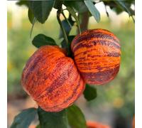 YouGarden Citrus 'Rainbow Orange' Tree in a 4L pot