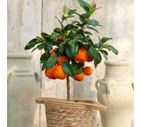 YouGarden Citrus Red Lime Tree, Deep Red Orange Fruit Raspberry Flavour Evergreen Exotic Edible Patio Tree 4 Litre Pot