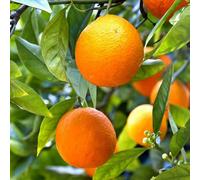 Yougarden Citrus Tree, Mandarin Fruit, Self-Fertile, Fragrant Blossoms, 70-90Cm, 4L Pot