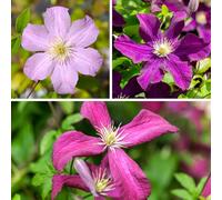 YouGarden Clematis Hybrid Collection, Set of Three Established Plants in 9cm Pots
