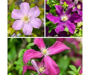 YouGarden Clematis Hybrid Collection, Set of Three Established Plants in 9cm Pots