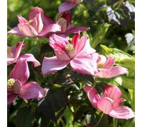 Yougarden Clematis Montana 'broughton Star', 1 X 9Cm Pot