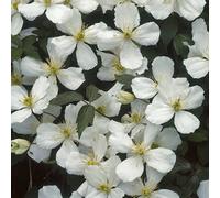 Yougarden Clematis Montana Grandiflora In A 9Cm Pot