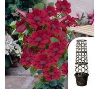 YouGarden Clematis 'Nubia Boulevard' Patio Climber Collection, 10.5cm Potted Plant with Tower Pot Planter and Trellis