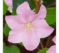YouGarden Clematis 'Pompeii Boulevard', 3 x Established Plants in 10.5cm Pots