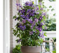 Yougarden Clematis Taiga, 3 X Established Climbing Plants In 9Cm Pots With Unique Summer Flowers, Ready To Plant
