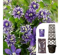 Yougarden Clematis 'taiga' Collection - 9Cm Potted Plant With Premium Professional Compost, Blooming Fast Clematis Feed And Tower