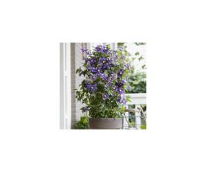 YouGarden Clematis Taiga, Established Climbing Plant in 9cm Pot with Unique Summer Flowers, Ready to Plant