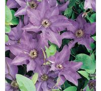 YouGarden Clematis 'Warszawska Nike', 1 x 9cm Pot, Hardy Climbing Plant, Velvety Purple Repeat Flowering Patio Colour