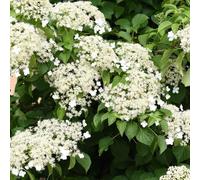 YouGarden Climbing Hydrangea, Established Plant in 3L Pot with 90cm Cane, Hydrangea anomala Petiolaris, Ready to Plant, Grow Against Garden Fences, Pergolas, Trellis, or Borders