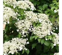 You Garden Yougarden Climbing Hydrangea, Set Of Three Established Plants In 9Cm Pots, Hydrangea Anomala Petiolaris, Ready To Plant