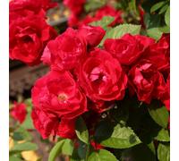 Yougarden Climbing Rose 'pauls Scarlet' 4 Litre Pot, Gift Wrapped