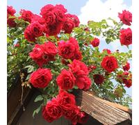 YouGarden Climbing Rose 'Pauls Scarlet' 4 Litre Pot, Rambling Roses