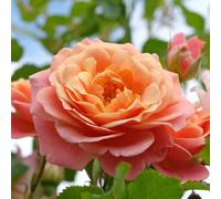 YouGarden Climbing Rose 'Peach Melba', 1 x 4 Litre Potted, For Gardens And Pots