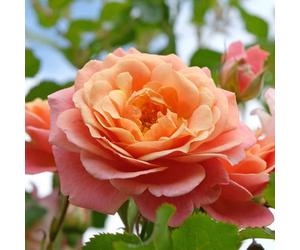YouGarden Climbing Rose 'Peach Melba', 1 x 4 Litre Potted, For Gardens And Pots