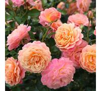 Yougarden Climbing Rose 'peach Melba', Gift Wrapped, 1 X 4 Litre Potted, For Gardens And Pots