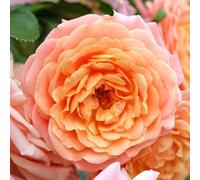 YouGarden Climbing Rose 'Peach Melba', Set of Two Bare Root Roses, Grow Climbing Roses for Gardens, Ready to Plant