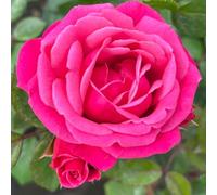 YouGarden Climbing Rose 'Pink Perpetue' 4 Litre Pot