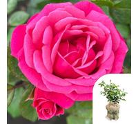Yougarden Climbing Rose 'pink Perpetue' Gift Wrapped 4 Litre Pot