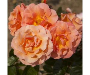 YouGarden Climbing Rose 'Scent from Heaven' 3L Pot, Gift Wrapped