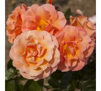 YouGarden Climbing Rose 'Scent from Heaven' 4L Pot, Gift Wrapped