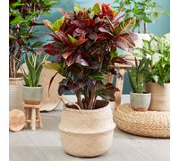 YouGarden Codiaeum 'Sunny Star', Croton Plant in 12cm Pot, Garden Ready Plant, Ready to Grow and Display, Supplied as a Single Nursery Potted Plant