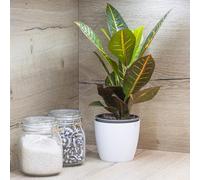 YouGarden Croton Plant with Off White Recycled Pot Cover 12cm - Size: 30 x 16 x 16cm - Multi - Wilko