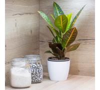 Yougarden Codiaeum 'sunny Star' Croton Plant In 12Cm Pot, Houseplant With 15.5Cm Magnolia Glossy White Houseplant Pot Cover