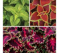 YouGarden Coleus Collection, 12 x Plug Plants, Mixed Foliage, Ready To Plant, Summer Garden Colour