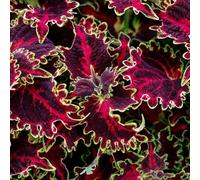 YouGarden Coleus 'Solar Flare', Set of 12 Plug Plants, Bright Foliage Colour, Great for Pots