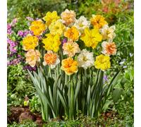 Yougarden Collared Daffodil Mix, 10 X Bulbs, Size 10/12, Ruffled Spring Flowers